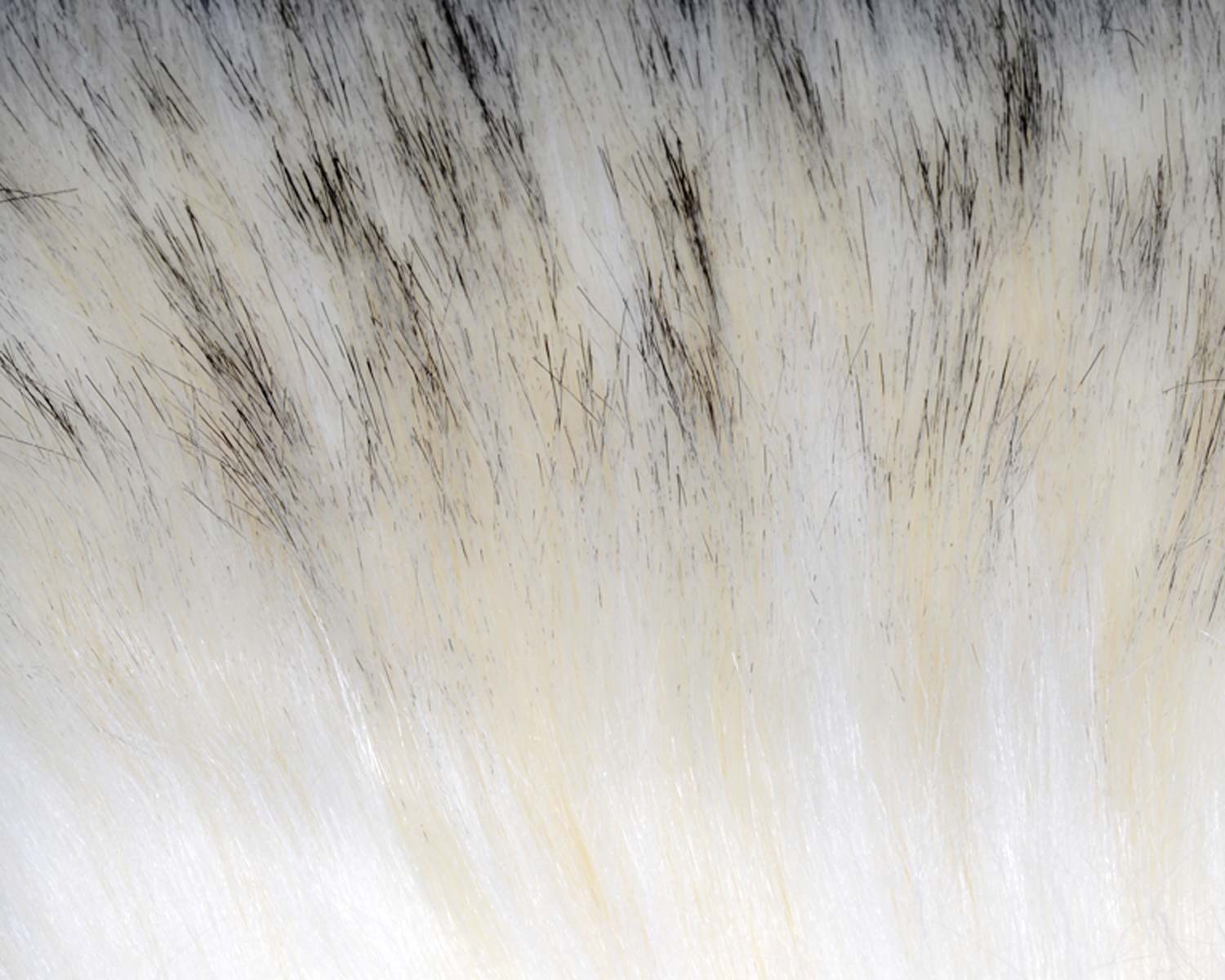 A.Jensen Super Select Craft Fur - Black Tipped Creamy White